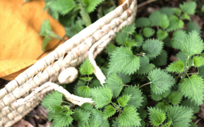 Nettle – the Queen of Wild Plants