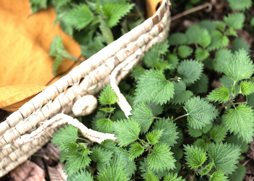 nettle the queen of wild plants