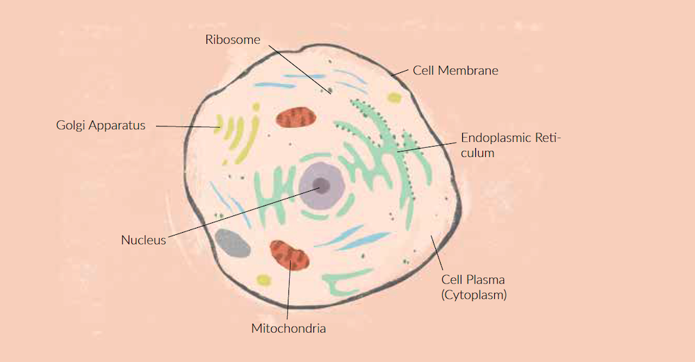 cell organelles