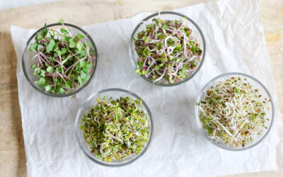 Growing Sprouts For Your Start to Self-Sufficiency