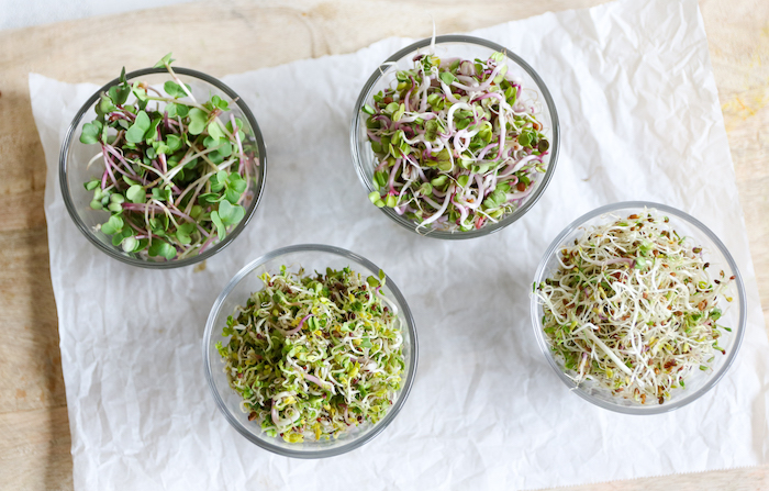 Growing sprouts – how to grow your own sprouts