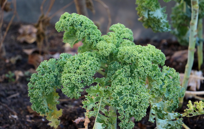 kale in the garden