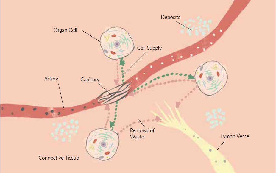 metabolic-exchange