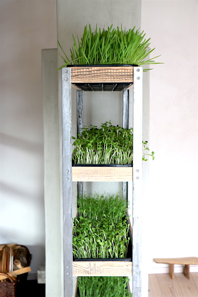 Microgreen shelf