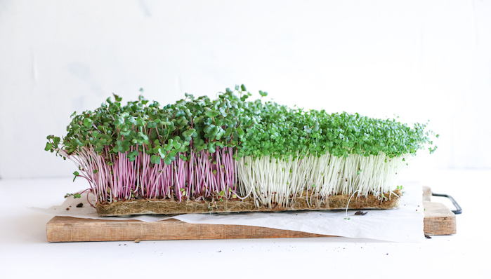 radish and broccoli microgreen