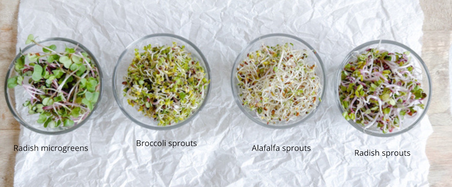 different sprouts