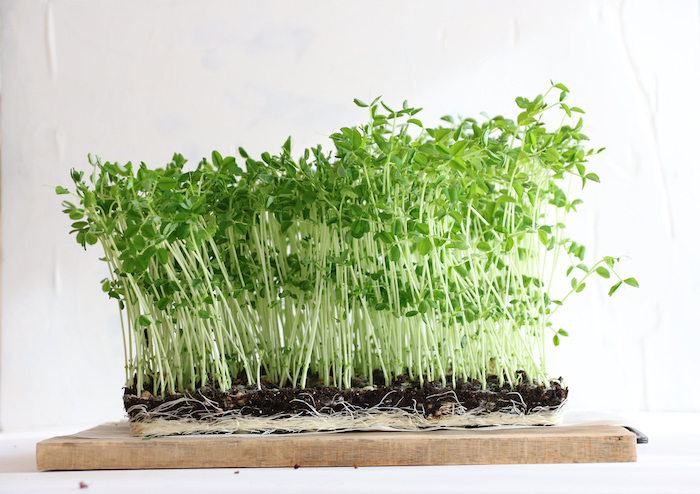 peas microgreen