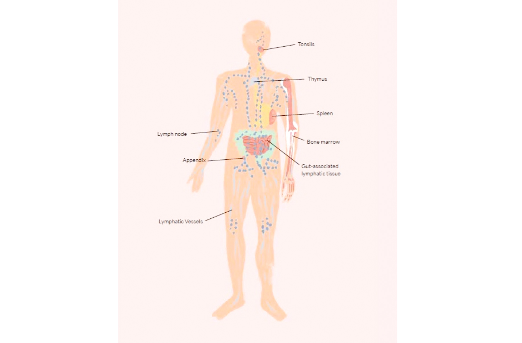 Lymphatic System