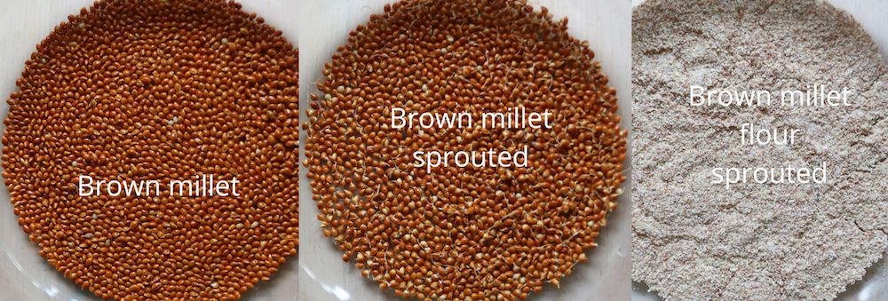 brown millet flour sprouted