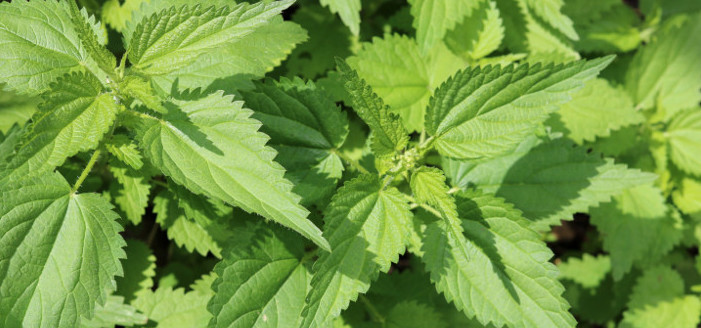 nettle leaves