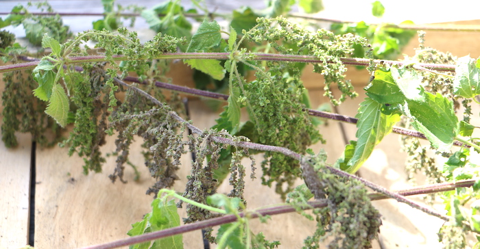 nettle seeds